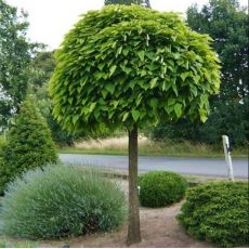 Catalpa bignonioides ´Nana´ (Catalpa Bungei)