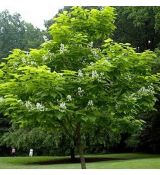 Catalpa bignonioides - prirodzená forma