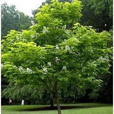 Catalpa bignonioides - prirodzená forma