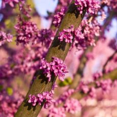 Cercis siliquastrum