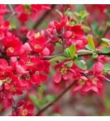 Chaenomeles japonica ´Red Hybrids´