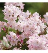 Deutzia x kalmiiflora