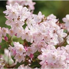 Deutzia x kalmiiflora