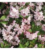 Deutzia gracilis 'Rosea'