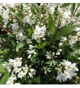 Deutzia gracilis 'Nikko'