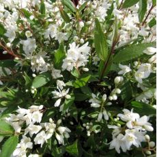 Deutzia gracilis 'Nikko'