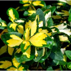 Euonymus fortunei 'Sunspot'