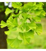 Ginko Biloba