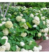 Hydrangea arborescens 'Annabelle'