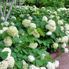 Hydrangea arborescens 'Annabelle'