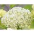 Hydrangea arborescens 'Annabelle'