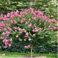 Lagerstroemia Indica ´Mix´ na nízkom kmienku