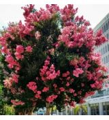 Lagerstroemia Indica na vysokom kmeni