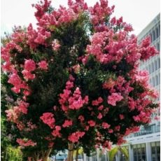 Lagerstroemia Indica na vysokom kmeni