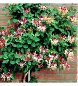 Lonicera periclymenum ´Belgica´