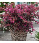 Loropetalum chinense ´Fire Dance´