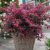 Loropetalum chinense ´Fire Dance´