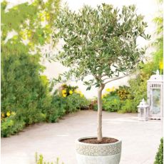 Olea Europeae ´Leccino´