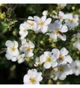 Potentilla fruticosa ´Mount Everest´