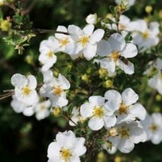 Potentilla fruticosa ´Mount Everest´