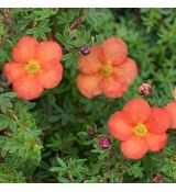 Potentilla fruticosa 'Red Ace'