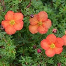 Potentilla fruticosa 'Red Ace'