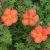 Potentilla fruticosa 'Red Ace'