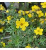 Potentilla Fruticosa´Goldfinger´