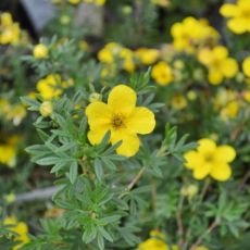 Potentilla Fruticosa´Goldfinger´