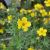 Potentilla Fruticosa´Goldfinger´