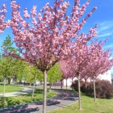 Prunus serrulata ´Kanzan´