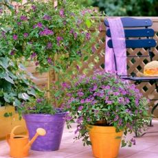 Solanum Rantonnettii