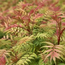 Sorbaria sorbifolia 'Sem'