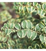 Symphoricarpos orbiculatus ´Variegata´