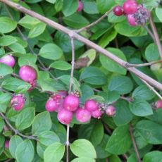 Symphoricarpos chenaultii ´Hancock´