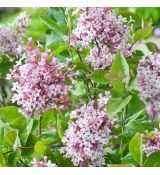 Syringa microphylla ´Superba´