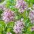 Syringa microphylla ´Superba´