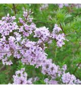 Syringa x persica ´Laciniata´