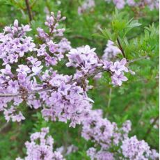 Syringa x persica ´Laciniata´