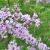 Syringa x persica ´Laciniata´