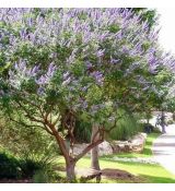 Vitex agnus-castus