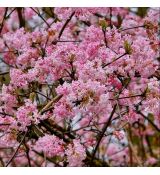 Viburnum x bodnantense ´Dawn´