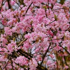 Viburnum x bodnantense ´Dawn´