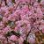 Viburnum x bodnantense ´Dawn´