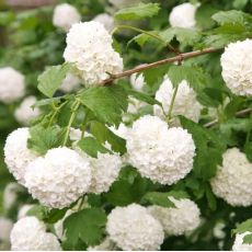 Viburnum opulus ´Roseum´