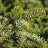 Abies Nordmanniana