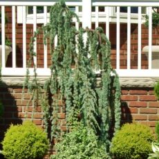 Cedrus atlantica ´Glauca Pendula´