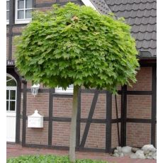 Acer platanoides ´Globosum´