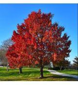 Acer rubrum 'Sun Valley'