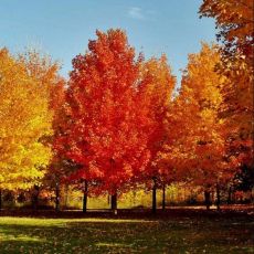 Acer saccharum